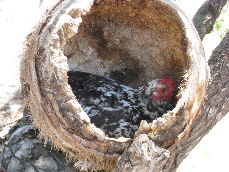 ed-wethli_3._broody_hen_in_sisal_nest