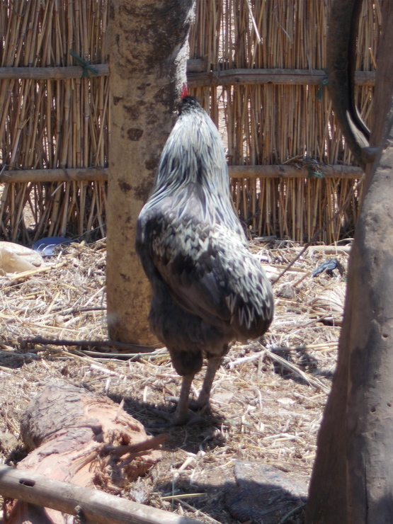 graca-archer_tailless_kachibudu_cock