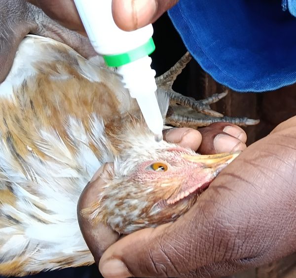 vaccinating chicken